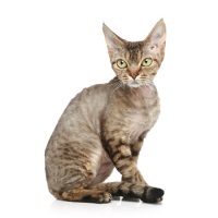 Devon Rex