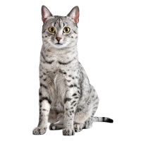 Egyptian Mau