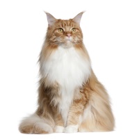 Maine Coon