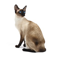 Siamese