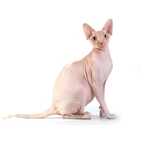 Sphynx