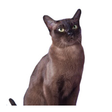 Tonkinese