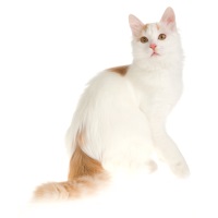 Turkish Van