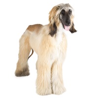 Afghan Hound