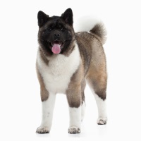 Akita