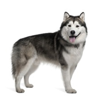 Alaskan Malamute