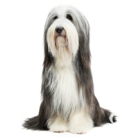 Bearded Collie