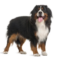 Bernese Mountain Dog