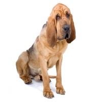 Bloodhound