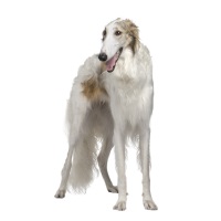 Borzoi