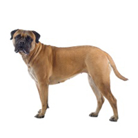 Bullmastiff