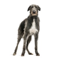 Deerhound