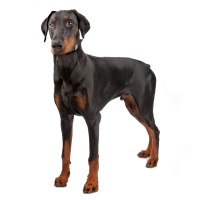 Dobermann