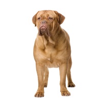 Dogue De Bordeaux