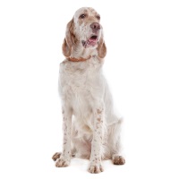 English Setter