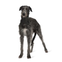 Irish Wolfhound