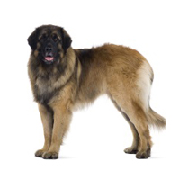 Leonberger