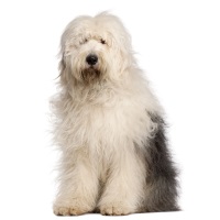 Old English Sheepdog