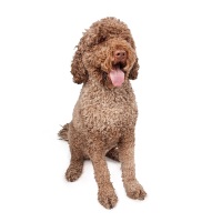 Portuguese Water Dog