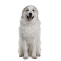 Pyrenean Mountain Dog