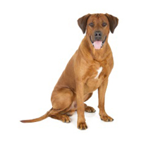 Rhodesian Ridgeback