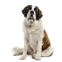 Saint Bernard