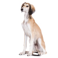 Saluki