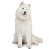 Samoyed