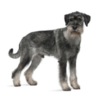 Schnauzer