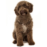 Spanish Water Dog