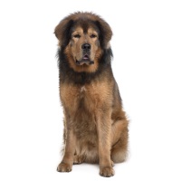 Tibetan Mastiff