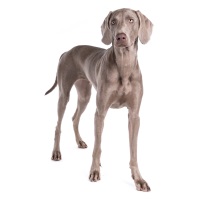 weimaraner