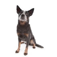 Australian Cattle Dog