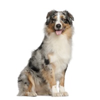 Australian Shepherd