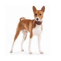 Basenji