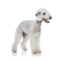 Bedlington Terrier