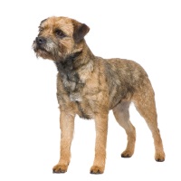 Border Terrier