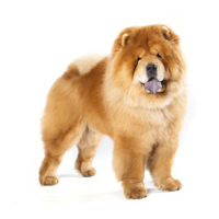 Chow Chow