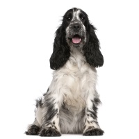 Cocker Spaniel