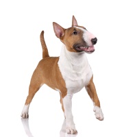 English Bull Terrier