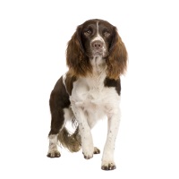 English Springer Spaniel