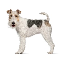 Fox Terrier