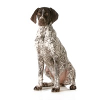 German Pointer