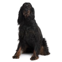 Gordon Setter