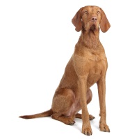 Hungarian Vizsla