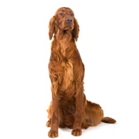 Irish Setter