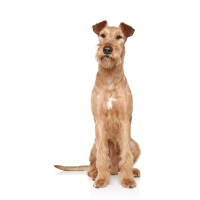 Irish Terrier