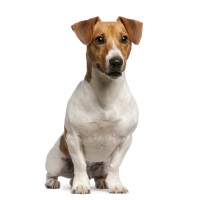 Jack Russell Terrier