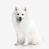 Japanese Spitz