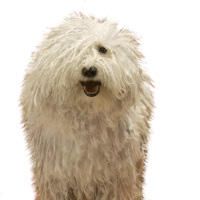 Komondor